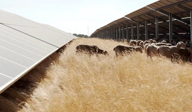 Iberdrola busca financiación de la UE para una planta de montaje de módulos fotovoltaicos de 1,6 GW en España